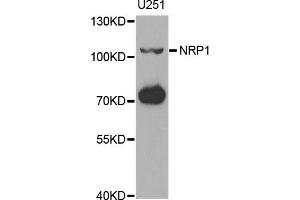 Western blot analysis of extracts of U-251MG cells, using NRP1 antibody (ABIN1882337) at 1:1000 dilution. (Neuropilin 1 anticorps)