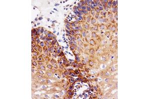 Immunohistochemical analysis of paraffin-embedded H.