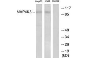 Western blot analysis of extracts from HepG2/K562 cells, using MAP4K3 Antibody. (MAP4K3 anticorps  (AA 10-59))