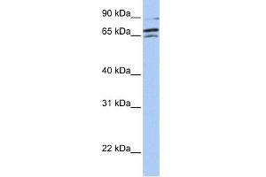 WB Suggested Anti-ARAF Antibody Titration: 0.