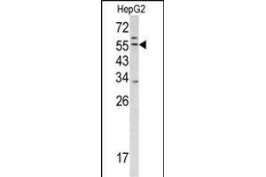 Western blot analysis of TRSS2 antibody (Center) (ABIN391564 and ABIN2841503) in HepG2 cell line lysates (35 μg/lane). (TMPRSS2 anticorps  (AA 314-343))