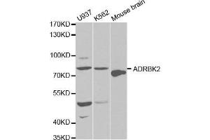 Western blot analysis of extracts of various cell lines, using ADRBK2 antibody. (ADRBK2 anticorps  (AA 1-300))