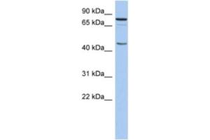 Western Blotting (WB) image for anti-Ring Finger Protein 169 (RNF169) antibody (ABIN2463913)