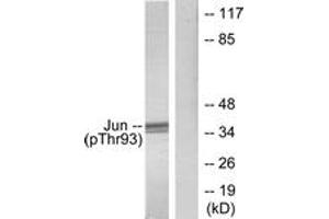 Western blot analysis of extracts from HeLa cells treated with UV, using c-Jun (Phospho-Thr93) Antibody. (C-JUN anticorps  (pThr93))