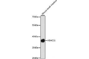 Western blot analysis of extracts of Mouse small intestine using HDAC11 Polyclonal Antibody at dilution of 1:1000. (HDAC11 anticorps)