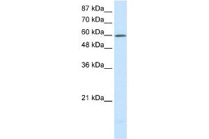 WB Suggested Anti-SLC30A9 Antibody Titration:  0. (SLC30A9 anticorps  (N-Term))