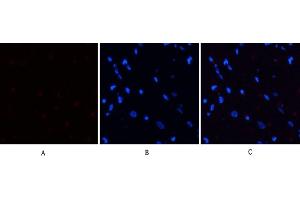 Immunofluorescence analysis of rat heart tissue.