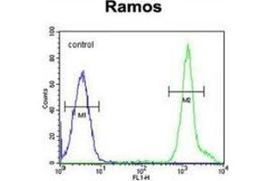 anti-NIPA-Like Domain Containing 1 (NIPAL1) (AA 388-410), (C-Term) antibody