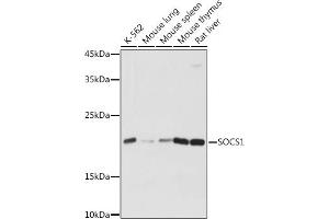 Western blot analysis of extracts of various cell lines, using SOCS1 antibody (ABIN6128737, ABIN6148263, ABIN6148266 and ABIN6223700) at 1:1000 dilution. (SOCS1 anticorps  (AA 1-211))
