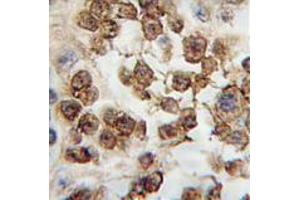 Image no. 1 for anti-Nanog Homeobox (NANOG) (AA 101-131), (Middle Region) antibody (ABIN357015) (Nanog anticorps  (Middle Region))
