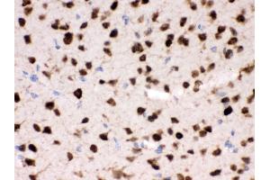 Anti- ELAVL4 Picoband antibody, IHC(P) IHC(P): Mouse Brain Tissue (ELAVL4 anticorps  (N-Term))