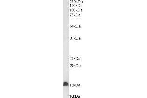 Biotinylated ABIN5539637 (0. (FABP2 anticorps  (C-Term) (Biotin))