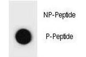 Dot blot analysis of phospho-TSC1 antibody.