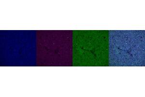 Immunohistochemistry (IHC) image for anti-Interleukin 10 (IL10) antibody (ABIN7456056)