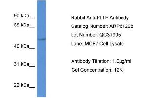 Western Blotting (WB) image for anti-Phospholipid Transfer Protein (PLTP) (C-Term) antibody (ABIN2788759) (PLTP anticorps  (C-Term))