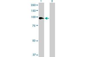 Western Blot analysis of SLC26A6 expression in transfected 293T cell line by SLC26A6 MaxPab polyclonal antibody. (SLC26A6 anticorps  (AA 1-758))
