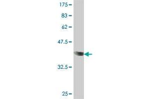 Western Blot detection against Immunogen (36.