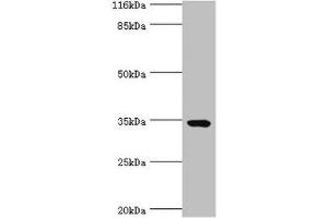 Western blot All lanes: TMCO5A antibody at 6 μg/mL + MCF-7 whole cell lysate Secondary Goat polyclonal to rabbit IgG at 1/10000 dilution Predicted band size: 35, 27 kDa Observed band size: 35 kDa (TMCO5A anticorps  (AA 10-192))