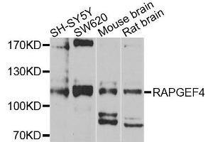 Western blot analysis of extracts of various cells, using RAPGEF4 antibody. (RAPGEF4 anticorps)