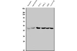 Western blot analysis of PTF1A using anti-PTF1A antibody (ABIN7599226). (PTF1A anticorps  (AA 1-292))