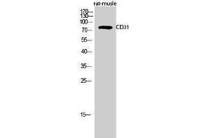 Western Blotting (WB) image for anti-Platelet/endothelial Cell Adhesion Molecule (PECAM1) (Thr224) antibody (ABIN3179924) (CD31 anticorps  (Thr224))
