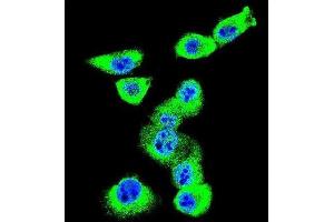 Immunofluorescence (IF) image for anti-Caveolin 2 (CAV2) antibody (ABIN3003848) (Caveolin 2 anticorps)