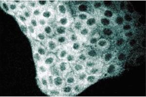 Immunofluorescence staining of MDCK cells (Canine kidney, ATCC CCL-34). (TFCP2 anticorps  (AA 205-414))