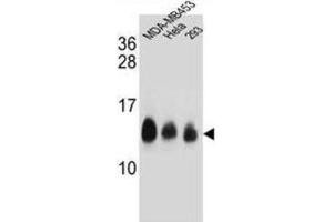 Western Blotting (WB) image for anti-NADH Dehydrogenase (Ubiquinone) 1, Subcomplex Unknown, 2, 14.5kDa (NDUFC2) antibody (ABIN2995814) (NDUFC2 anticorps)