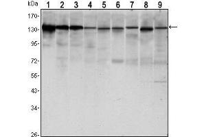 Western Blot showing CDH1 antibody used against LNCAP (1),A431 (2), DU145 (3), PC-3 (4), MCF-7 (5), PC-12 (6), NIH/3T3 (7), C6 (8) and COS7 (9) cell lysate. (E-cadherin anticorps)