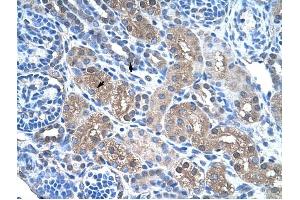 FBP1 antibody was used for immunohistochemistry at a concentration of 4-8 ug/ml to stain Epithelial cells of renal tubule (arrows) in Human Kidney. (FBP1 anticorps  (N-Term))