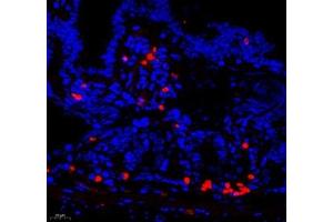 Immunofluorescence of paraffin embedded mouse small intestine using mcp5 (ABIN7073445) at dilution of 1:400 (400x lens)