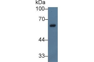 Western Blot; Sample: Porcine Spleen lysate; Primary Ab: 5µg/ml Rabbit Anti-Human NCF2 Antibody Second Ab: 0. (NCF2 anticorps  (AA 355-526))