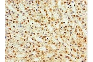 Immunohistochemistry of paraffin-embedded human adrenal gland tissue using ABIN7171561 at dilution of 1:100