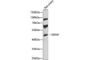 Western blot analysis of extracts of rat ovary, using SPDEF antibody (ABIN6132572, ABIN6148332, ABIN6148334 and ABIN6218364) at 1:1000 dilution.