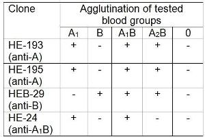 Agglutination of particular blood groups using mouse monoclonal HEB-29 (anti-blood group B). (ABO (Blood Group Antigen B) anticorps)