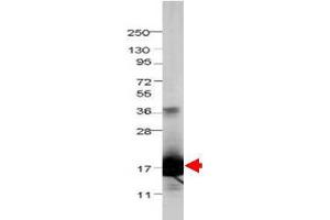 Image no. 1 for anti-Interleukin 1 delta (FIL1d) antibody (ABIN1102534) (FIL1d anticorps)