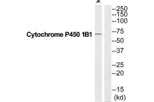Western Blotting (WB) image for anti-Cytochrome P450, Family 1, Subfamily B, Polypeptide 1 (CYP1B1) (C-Term) antibody (ABIN1852631) (CYP1B1 anticorps  (C-Term))