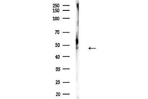 anti-Thioredoxin Domain Containing 5 (Endoplasmic Reticulum) (TXNDC5) (N-Term) antibody