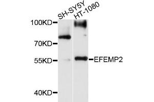 Western blot analysis of extracts of SH-SY5Y and HT-1080 cells, using EFEMP2 antibody. (FBLN4 anticorps)