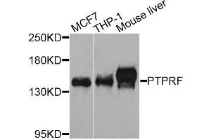 Western blot analysis of extracts of various cell lines, using PTPRF antibody (ABIN3210822) at 1/1000 dilution. (PTPRF anticorps)