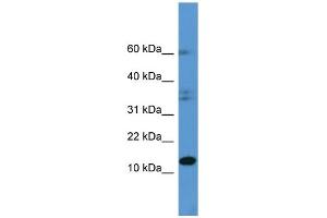 Western Blotting (WB) image for anti-Histidine Triad Nucleotide Binding Protein 2 (HINT2) (C-Term) antibody (ABIN2788384)