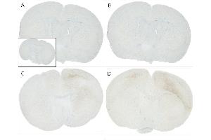Immunohistochemistry analysis using Mouse Anti-Alpha Synuclein pSer129 Monoclonal Antibody, Clone J18 (ABIN6932870).