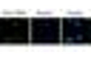 Image no. 1 for anti-F-Box Protein 4 (FBXO4) (N-Term) antibody (ABIN221159) (FBXO4 anticorps  (N-Term))