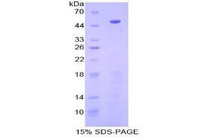 SDS-PAGE analysis of Human PCPE1 Protein. (PCOLCE Protéine)