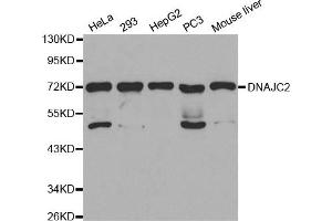 Western Blotting (WB) image for anti-DnaJ (Hsp40) Homolog, Subfamily C, Member 2 (DNAJC2) antibody (ABIN1872303) (DNAJC2 anticorps)