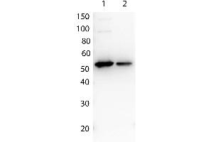 Western Blotting (WB) image for anti-Multiple Tag antibody (ABIN2669901) (Multiple Tag anticorps)