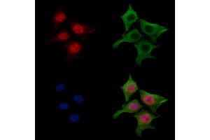 ABIN7094382 and ABIN7098429 staining HepG2 cells by IF/ICC. (NAP1L4 anticorps  (Internal Region))