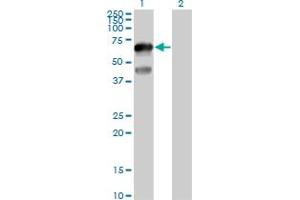 Western Blot analysis of TFCP2L1 expression in transfected 293T cell line by TFCP2L1 MaxPab polyclonal antibody. (TFCP2L1 anticorps  (AA 1-479))