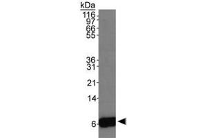 Western blot analysis of S100A6 in HeLa whole cell extracts with S100A6 polyclonal antibody . (S100A6 anticorps)