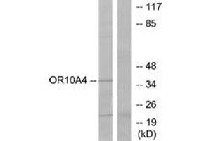 Western blot analysis of extracts from COLO cells, using OR10A4 Antibody. (OR10A4 anticorps  (AA 261-310))